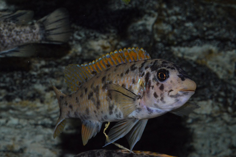 Labeotropheus trewavasae 'Zimbawe Rock'